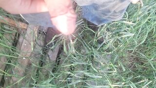 Older large weenie peeing outdoor in front yard