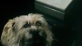 Little Orphan Sammy (1976)